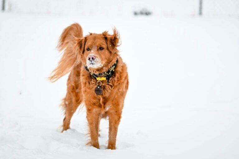 dog walking in winter weather