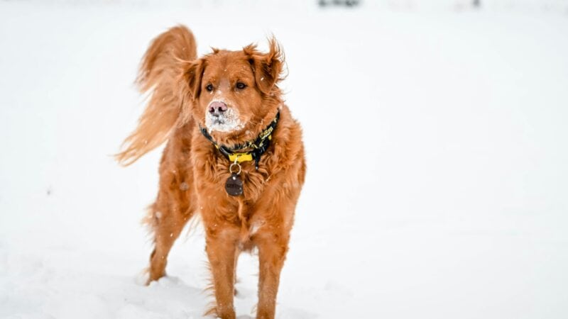 dog walking in winter weather