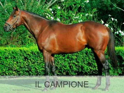 Il Campione