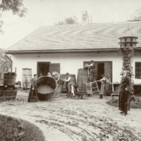 Szüret a Svábhegyen