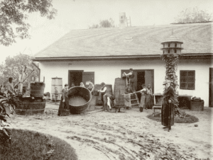 Szüret a Svábhegyen