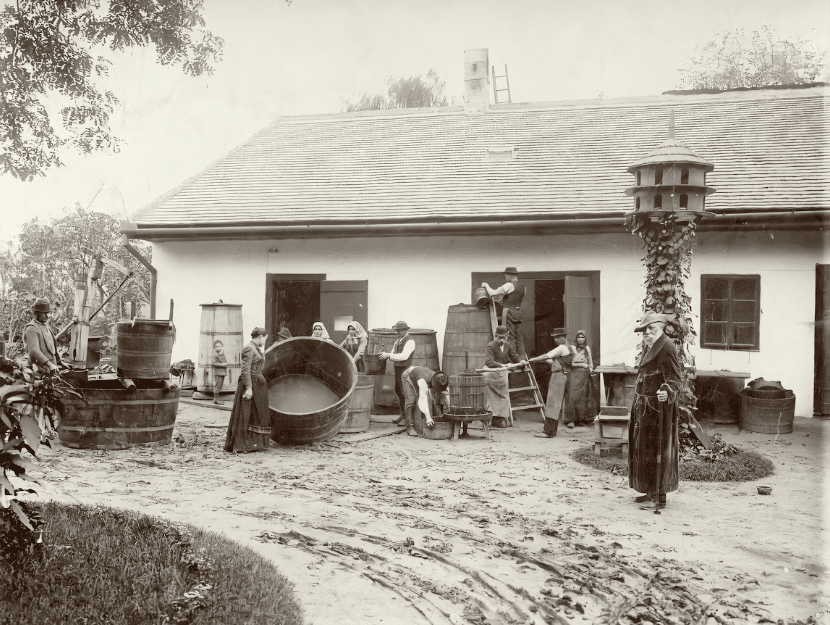 Szüret a Svábhegyen