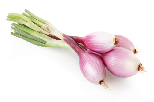 bunch of 4 red tropea onions with the green shoots still attached on a white backrgound