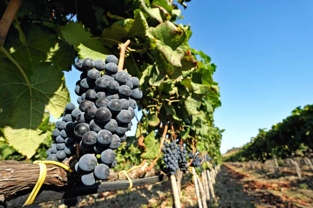 close up image of bunches of purple coloured wine grapes and green vines in rows 