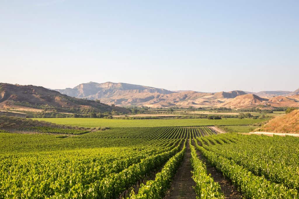 view over a large vineyard in rows disappearing into the distance, with rolling hills on the horizon on a sunny dsay