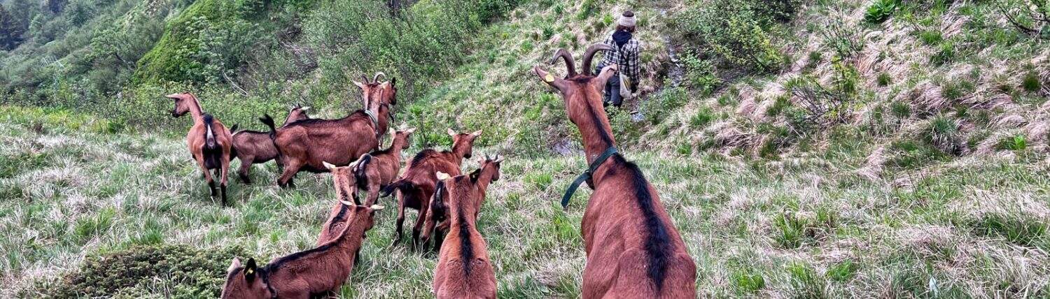 Hirten, Hunde und gelenkte Weideführung mit Ziegen