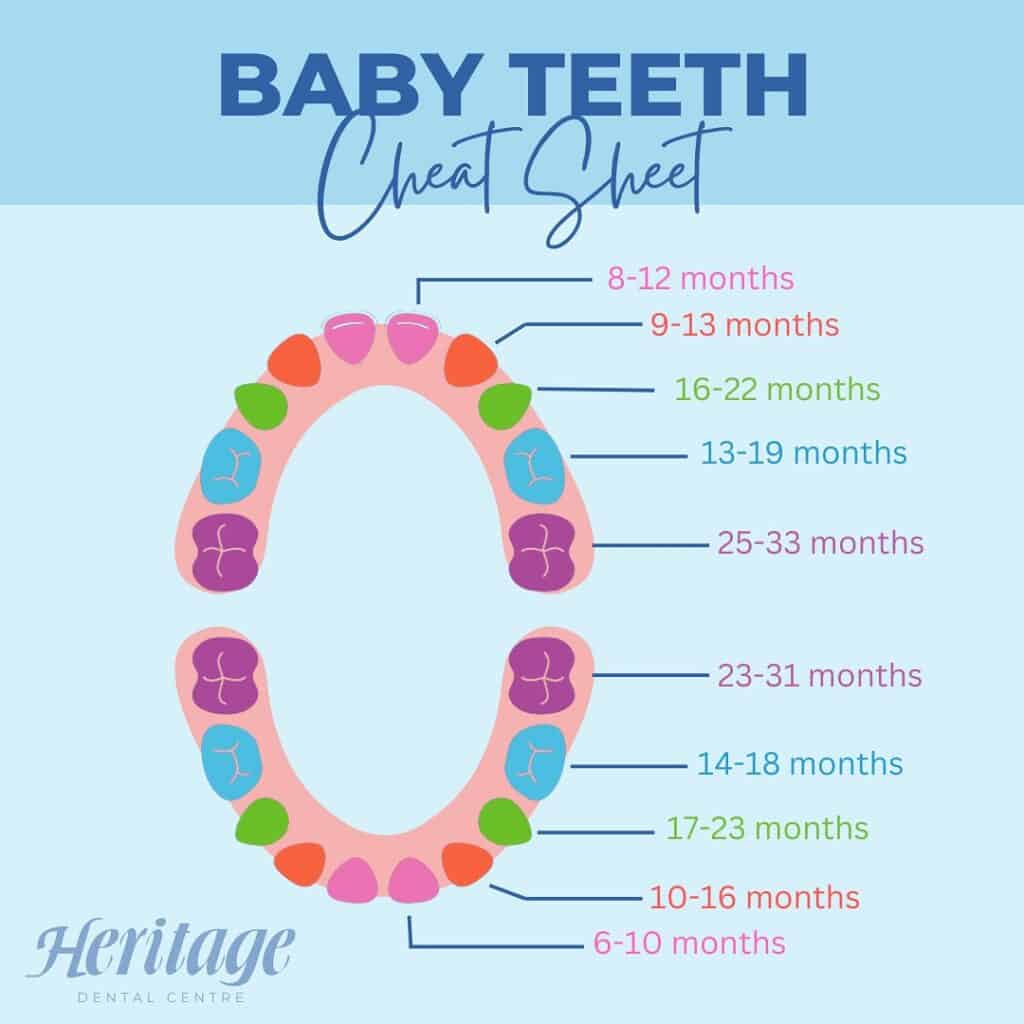 Healthy baby teeth graphic for dental health education, showing eruption timeline and development stages of primary teeth. Boosts awareness of pediatric dental care and early oral health.