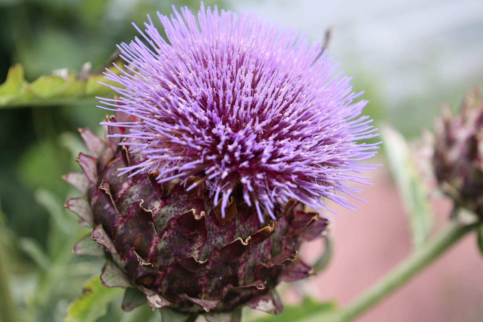 Artichoke in flower