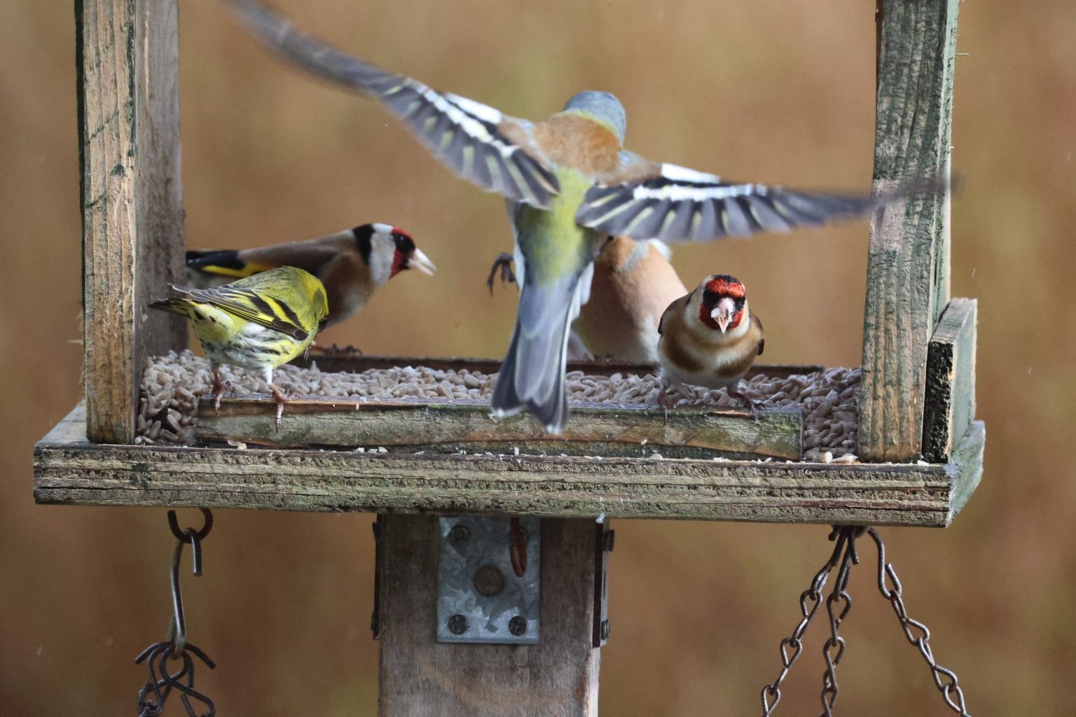 Bird feeding