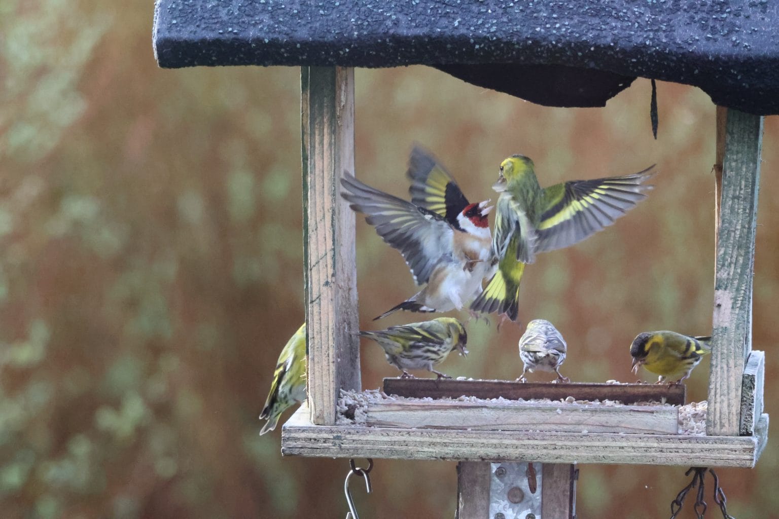 Birds fighting for food