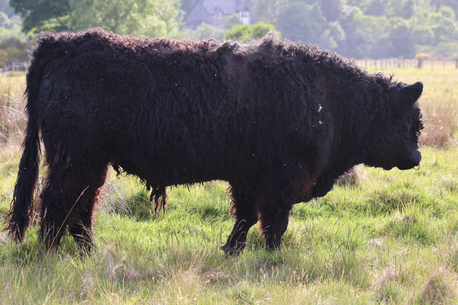 Black Galloway Bull