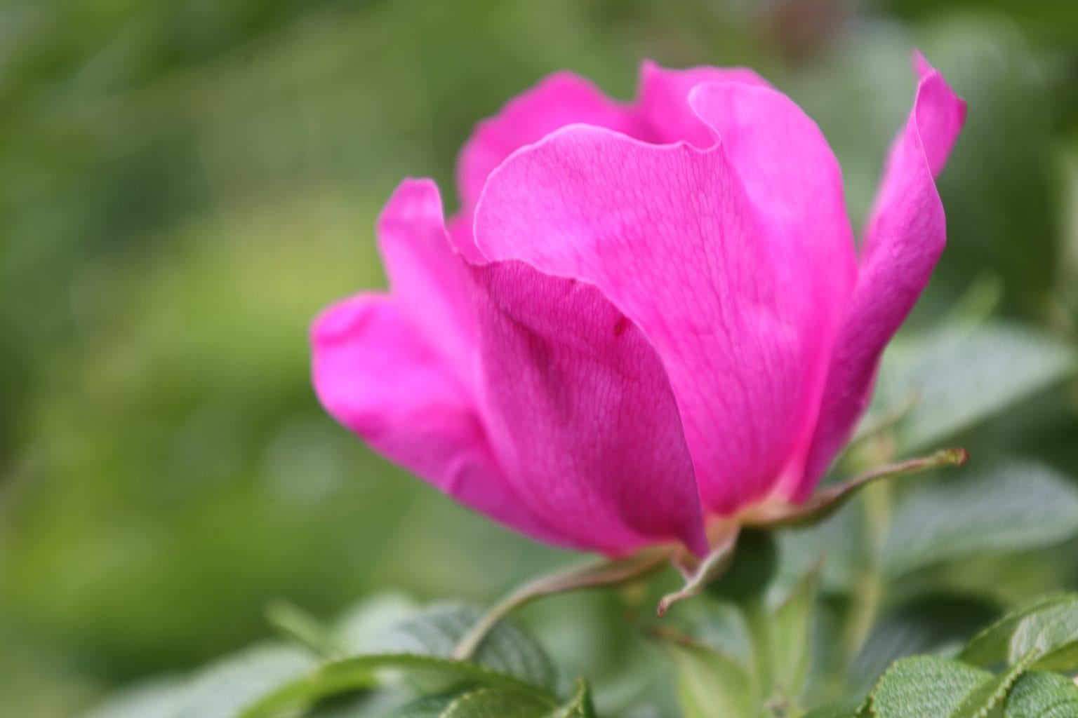 Bright magenta pink flower