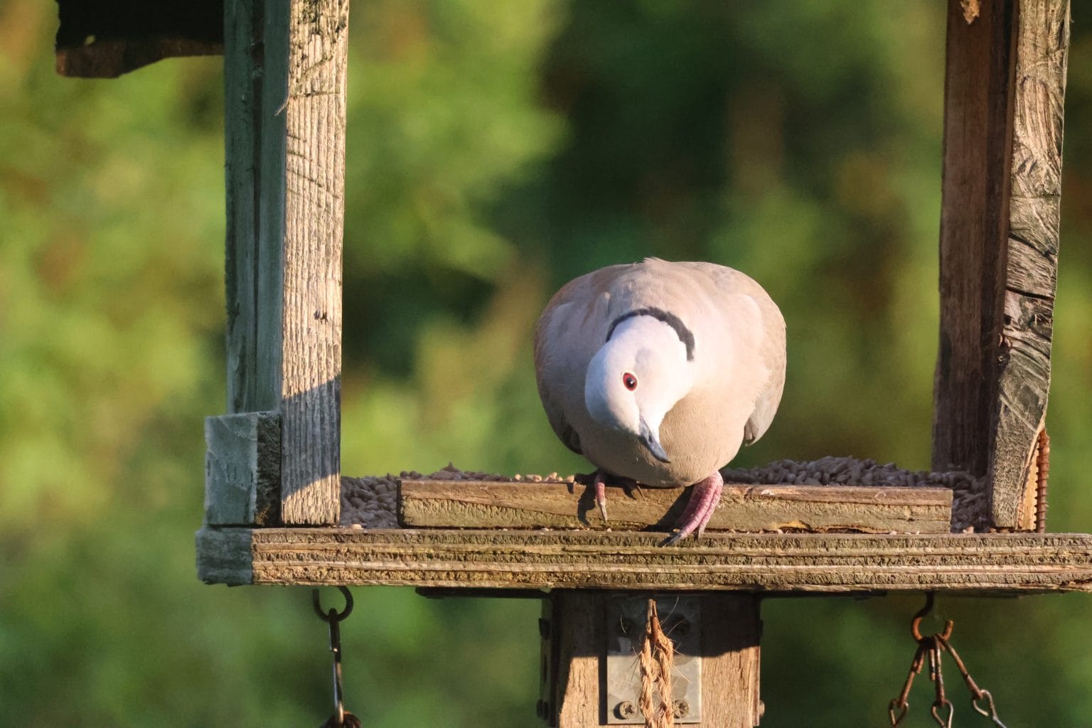 Dove leaning over