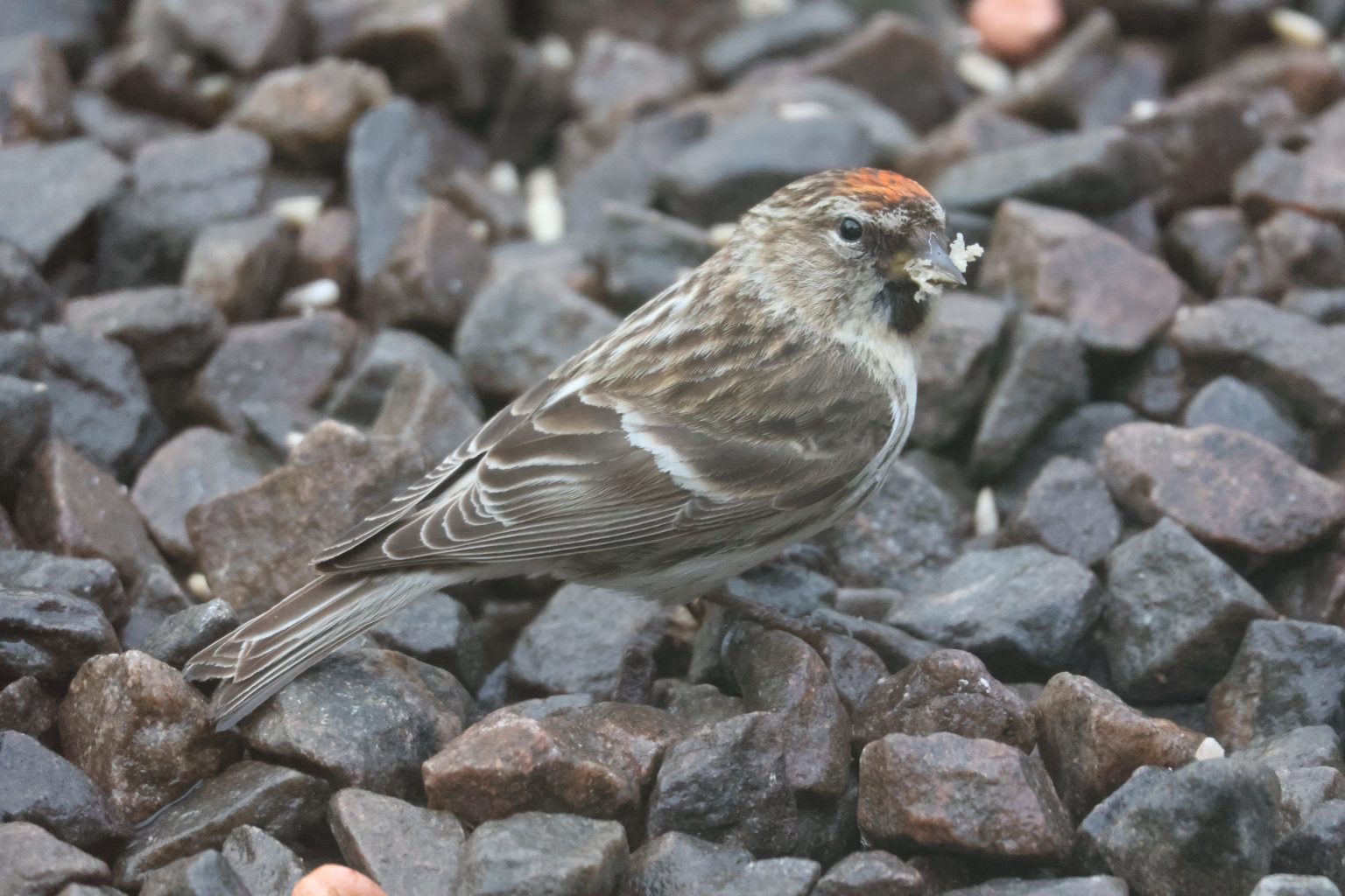 Female Redpoll feeding standing on gravel stones