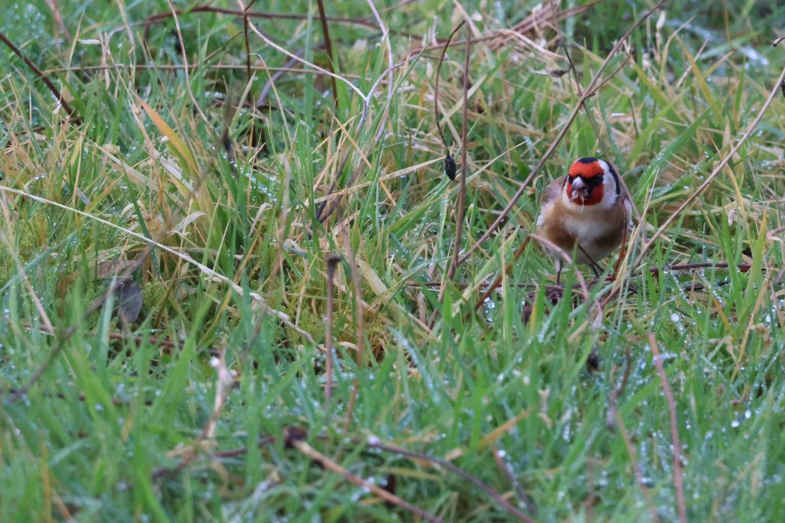 Pheasant chick resting on the lawn