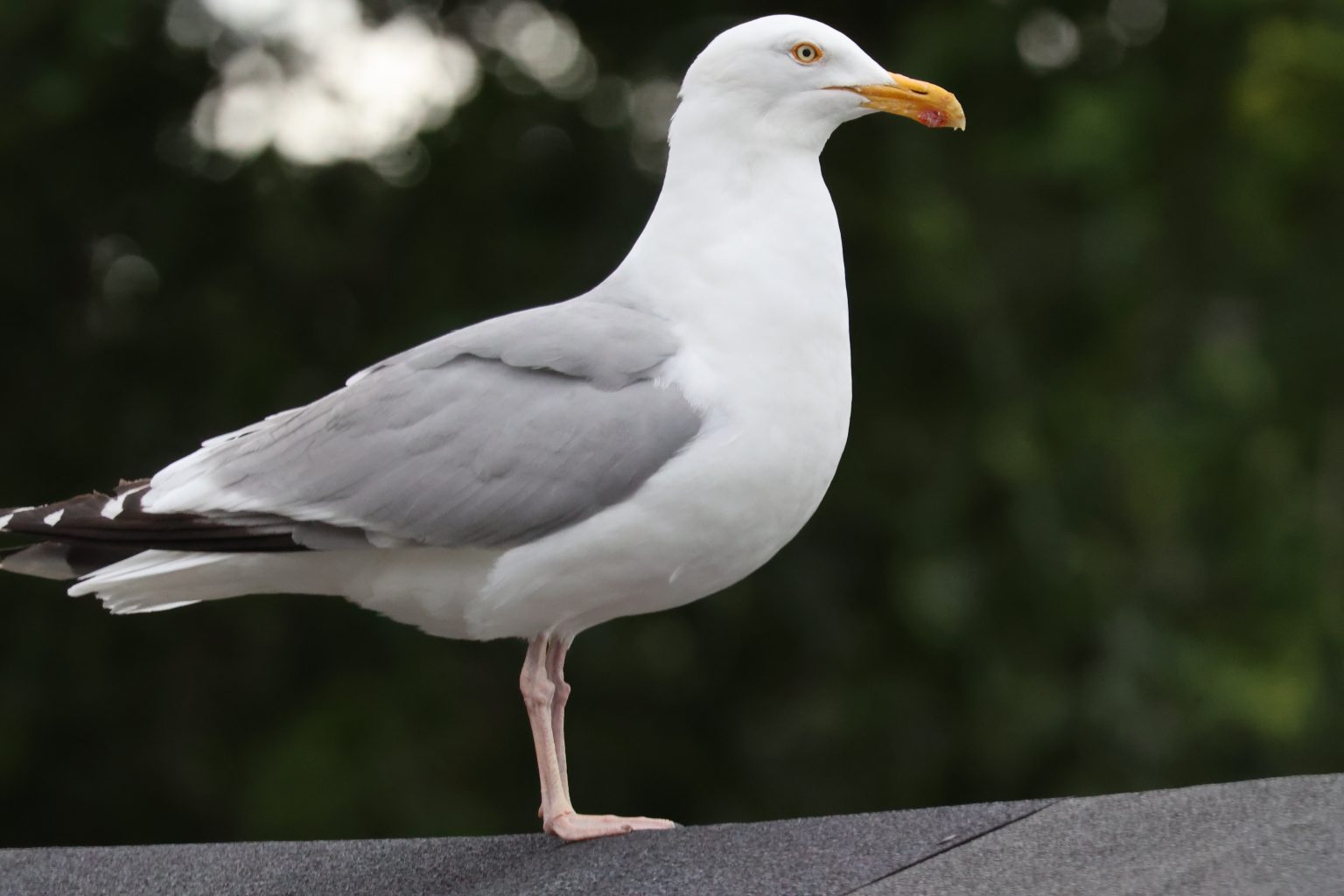 Heron Gull