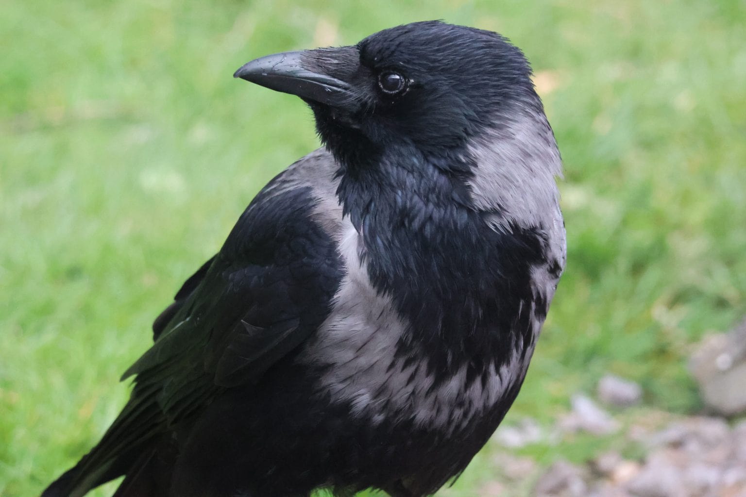 Hooded Crow