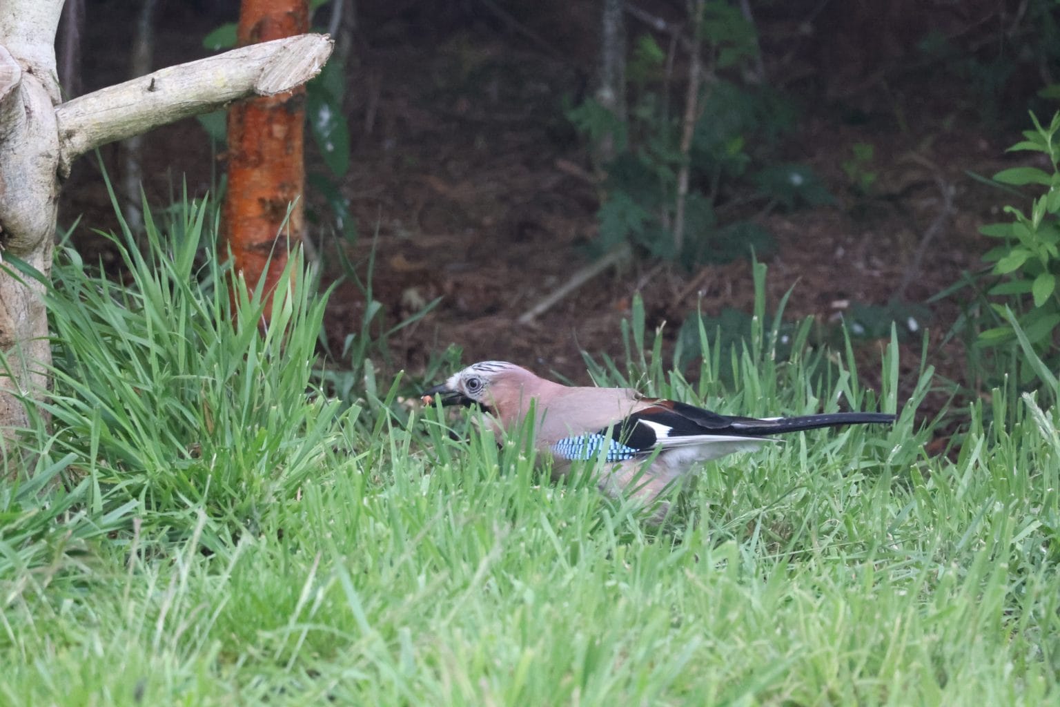 Jay eating a peanut ground feeding in grass
