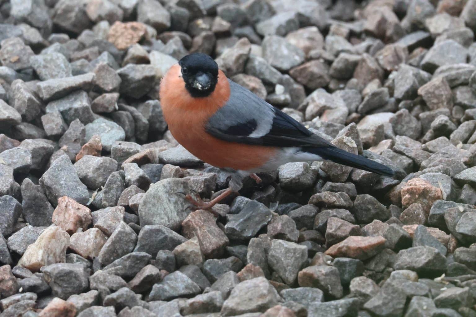 Male Bullfinch