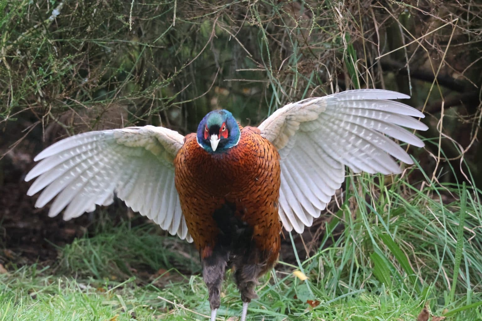 Male Pheasant stretching