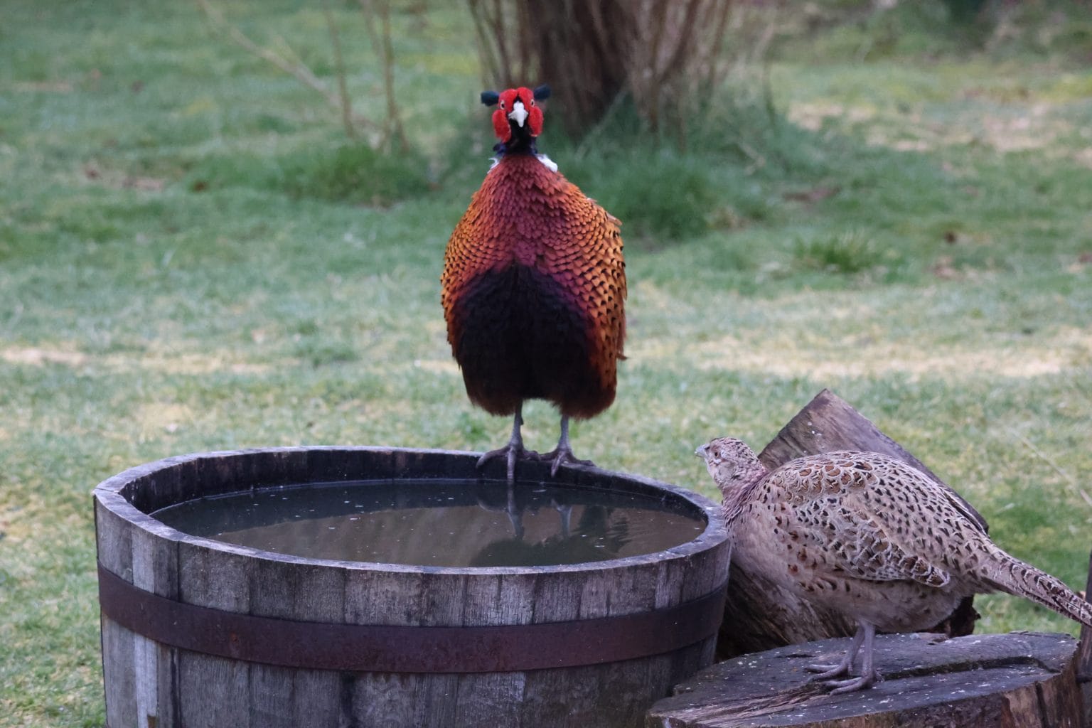 Male and female Pheasants at the water barrel