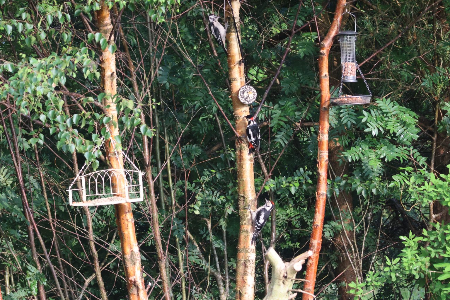 Three Greater Spotted Woodpeckers climbing up a tree trunk