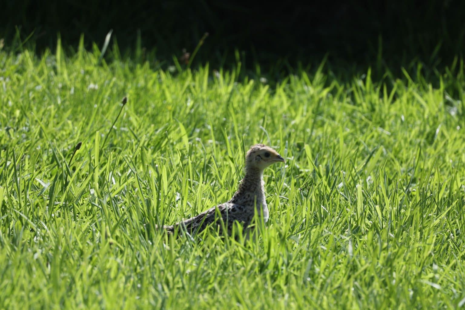 Pheasant chick resting on the lawn