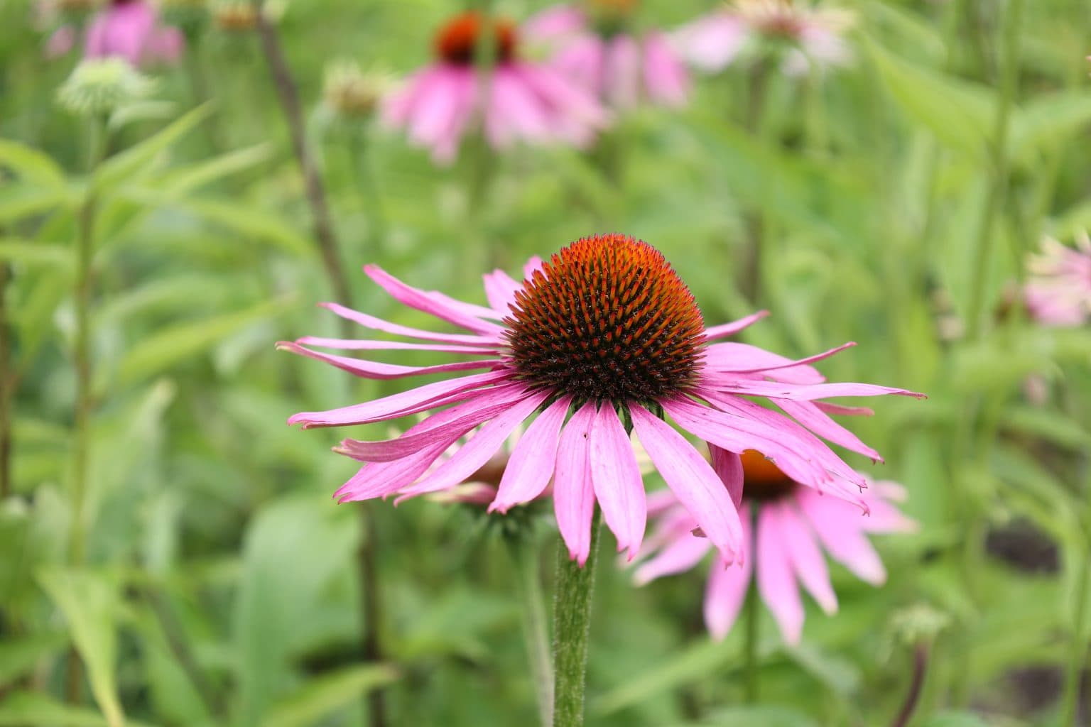 Pink Cone Flower
