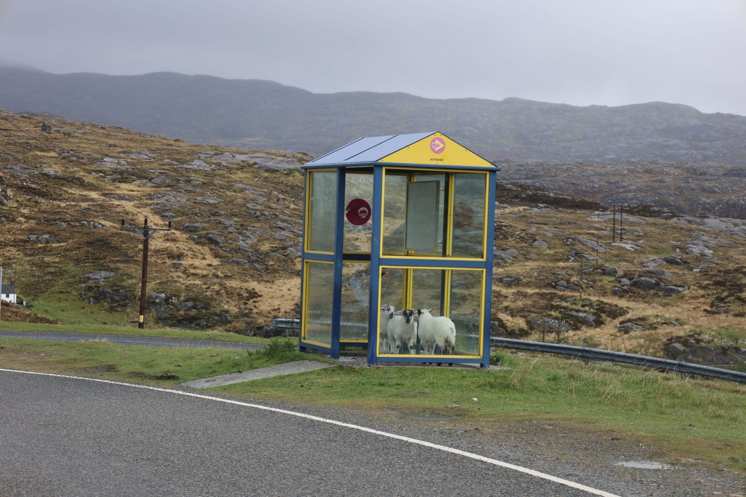 Sheep in a bus stop
