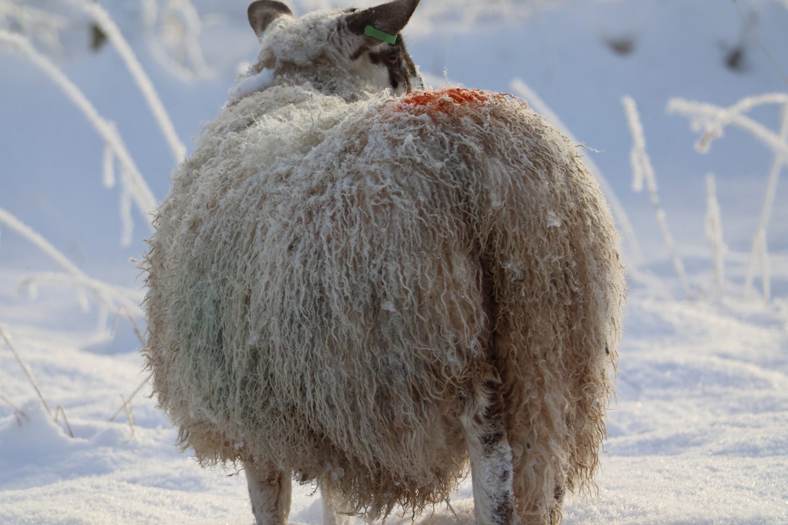 Sheep in the snow