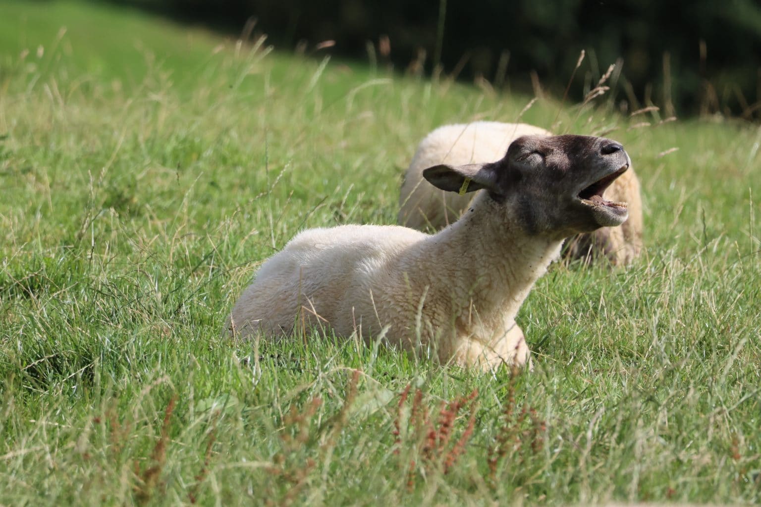 Sheep yawning