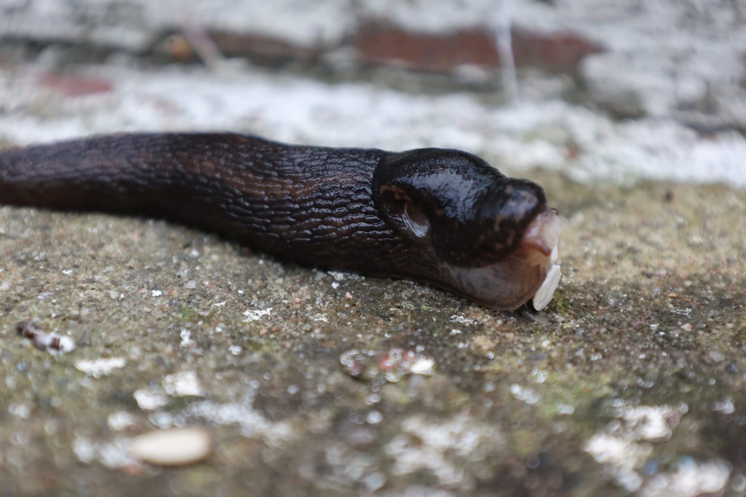 Slug eating a peanut