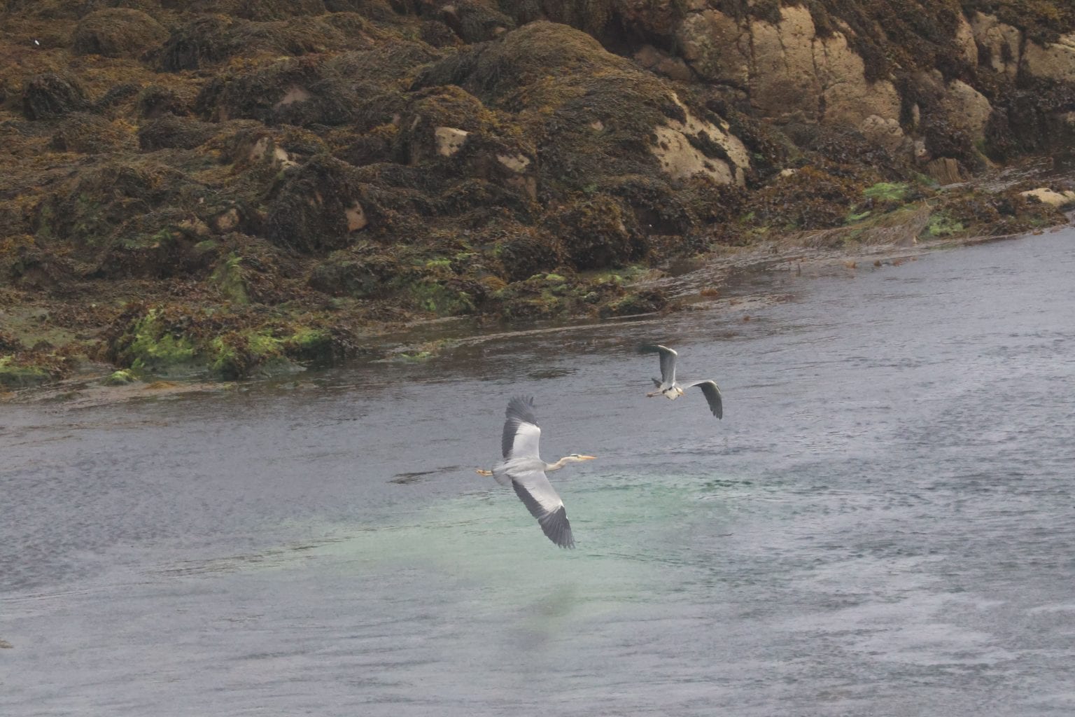 Two Grey Heron flying over a sea loch