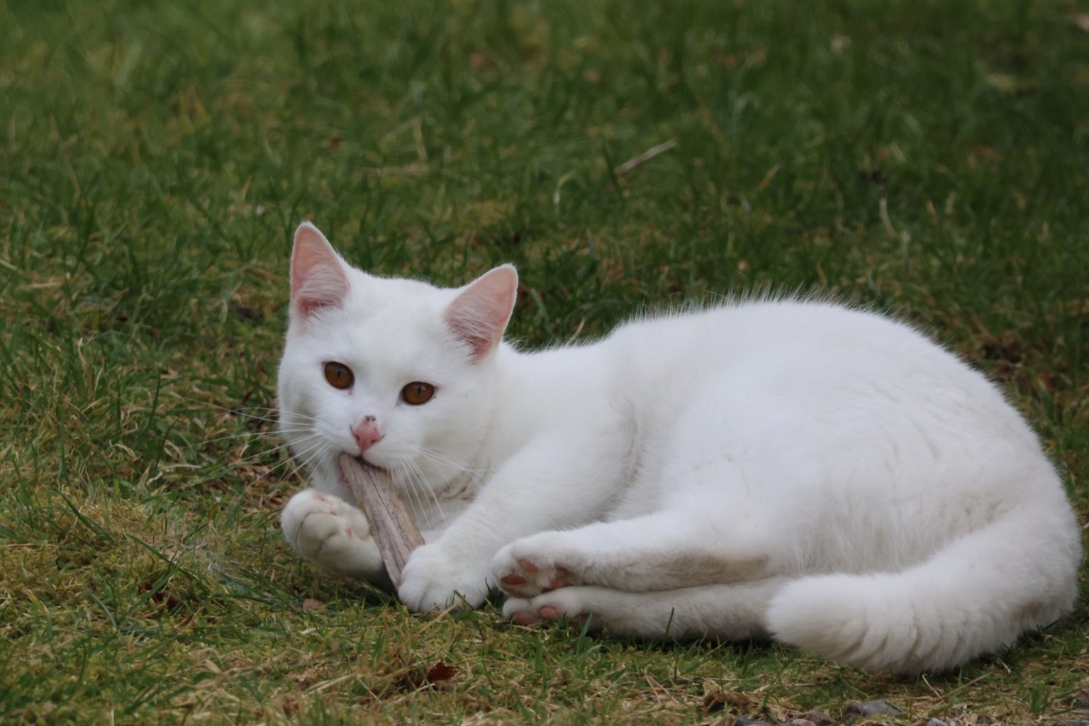 White cat chewing a stick