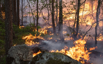 As Scotland Battles Another Major Wildfire