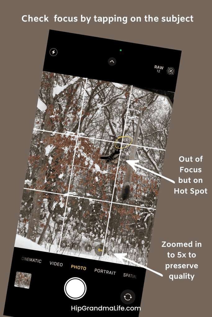 Bird in winter forest captured with focus on a hot spot, zoomed in 5x to preserve image quality, showcasing outdoor nature photography techniques for amateur and professional photographers.
