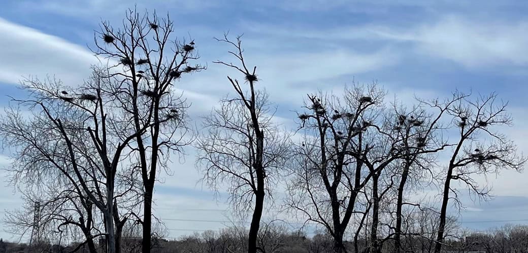 heron rookery1