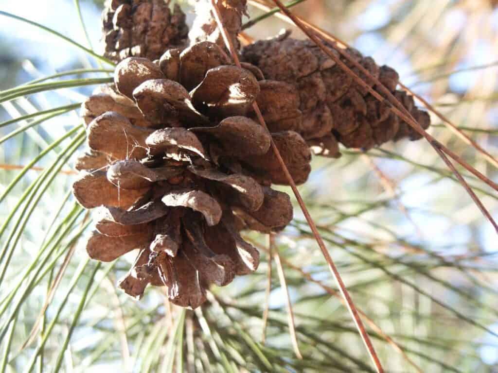 Image shows pinecone.