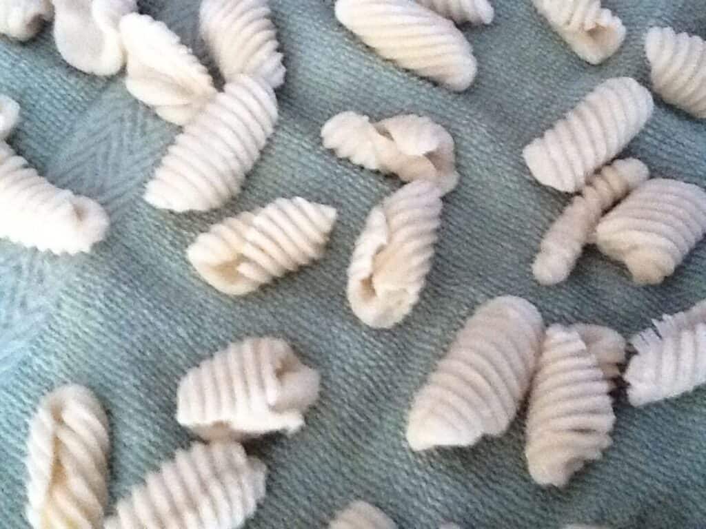 Image shows rolled homemade orecchiette.