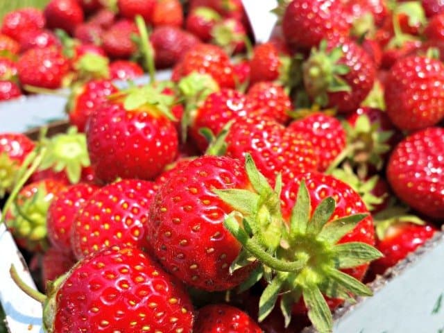 Freshly picked strawberries