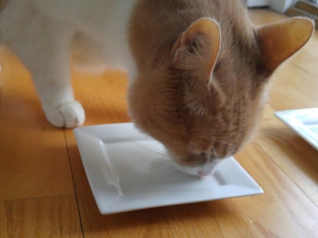 And so between the two of them they licked the platter clean