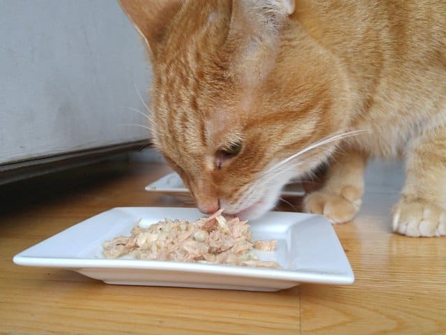 Loving the Purina Muse dinner