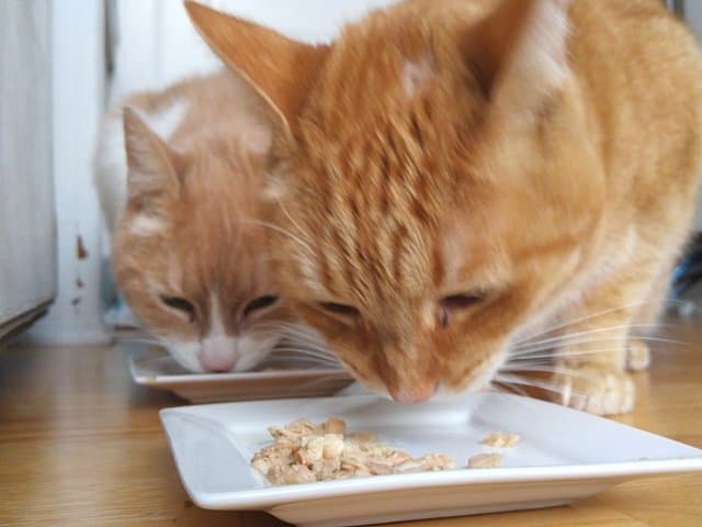 Loving their Purina Muse
