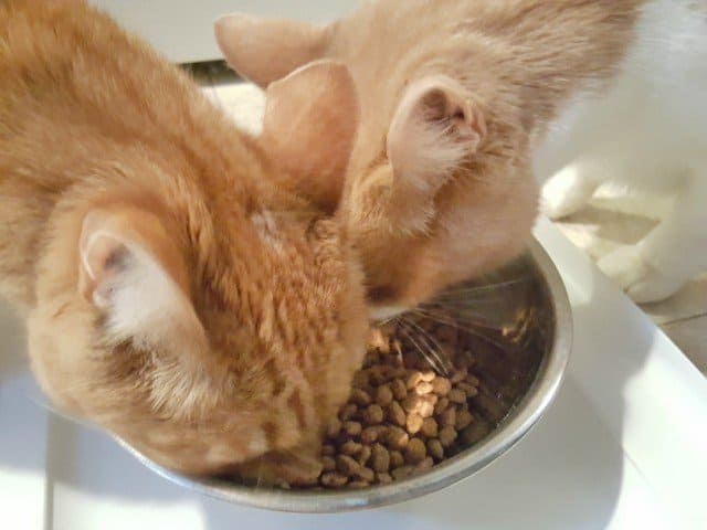 Enjoying the IAMS dry cat food