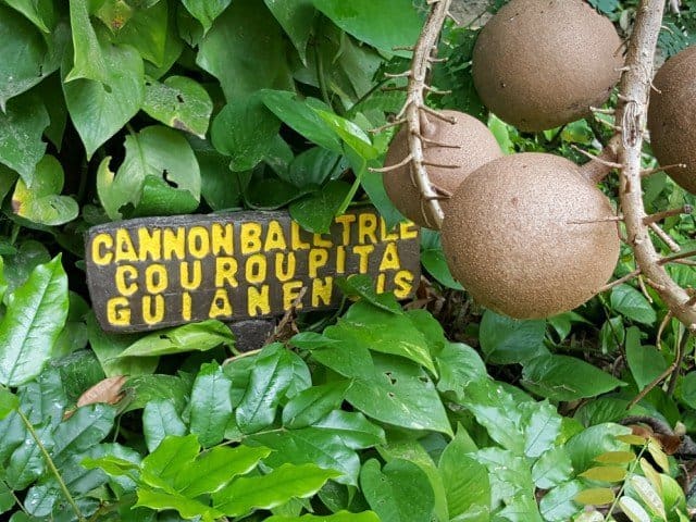 Cannonball Tree
