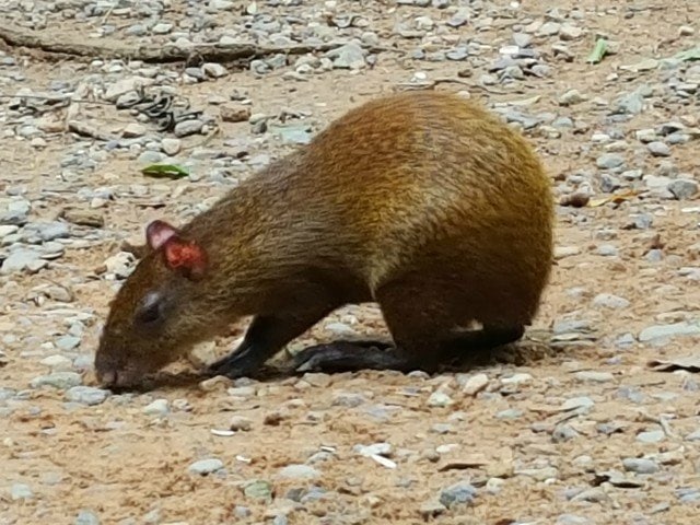 Truly unique rabbits in Honduras
