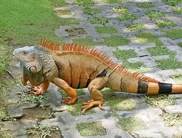 Unique iguanas as pirates birds and monkeys