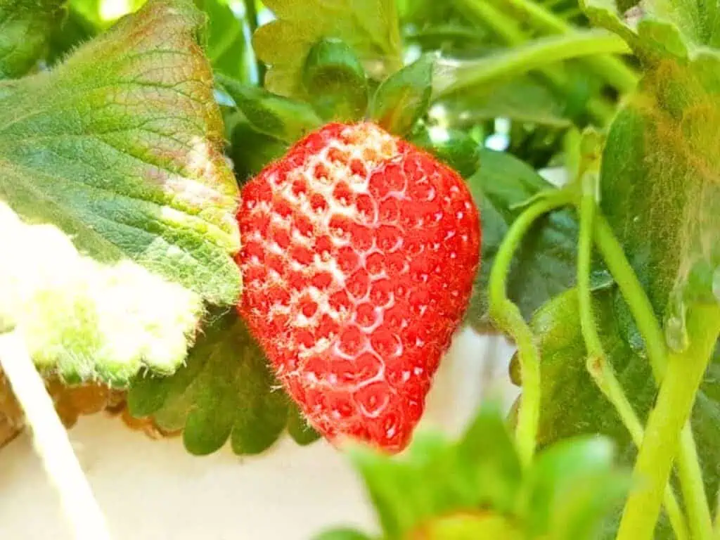 A ripe red strawberry surrounded by green leaves and stems, hanging from a plant—perfect for making delicious strawberry curd.