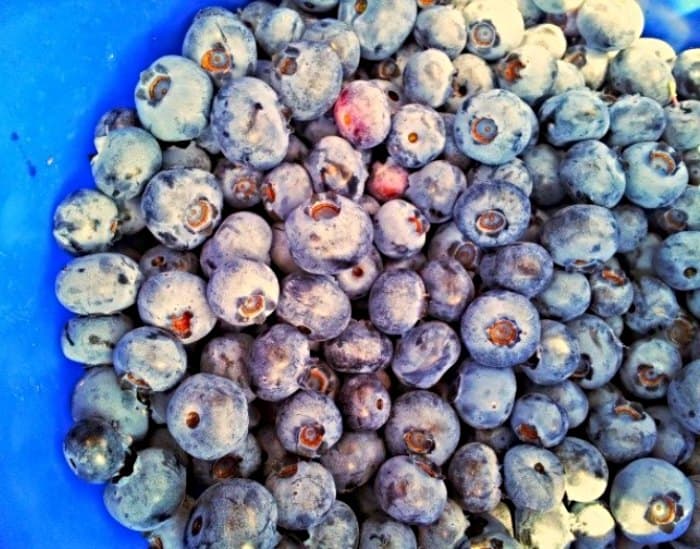Blueberries in a liquid measuring cup.