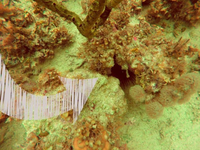 You may have to look for sea creatures during SNUBA at Sandals Resorts